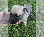 Puppy 3 Malinois