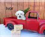 Puppy Ivor Labrador Retriever