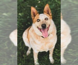 Mutt Dogs for adoption in Ogden, UT, USA