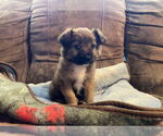 Small Mutt