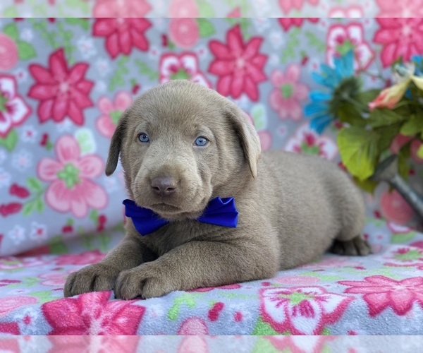 Medium Photo #1 Labrador Retriever Puppy For Sale in LANCASTER, PA, USA