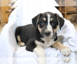 Border Collie-Hangin Tree Cowdog Mix Puppy for sale in SHILOH, OH, USA