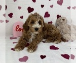Small #3 Cavapoo (Standard)