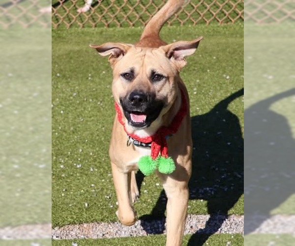 Medium Photo #1 Black Mouth Cur-Unknown Mix Puppy For Sale in Rockaway, NJ, USA