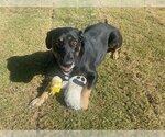 Small Photo #1 Coonhound-Labrador Retriever Mix Puppy For Sale in Holly Springs, NC, USA