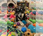 Small Photo #1  Puppy For Sale in , 