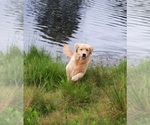 Small Photo #1 Golden Retriever Puppy For Sale in STELLA, NC, USA