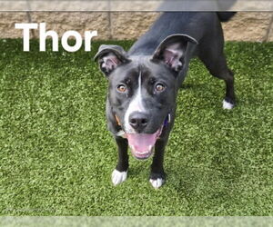 American Pit Bull Terrier-Unknown Mix Dogs for adoption in Derwood, MD, USA