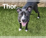 Small American Pit Bull Terrier Mix