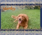 Small Photo #1 Golden Retriever Puppy For Sale in BAKERSFIELD, MO, USA