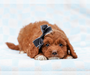Cavapoo-Poodle (Toy) Mix Puppy for sale in LIBERTY, KY, USA