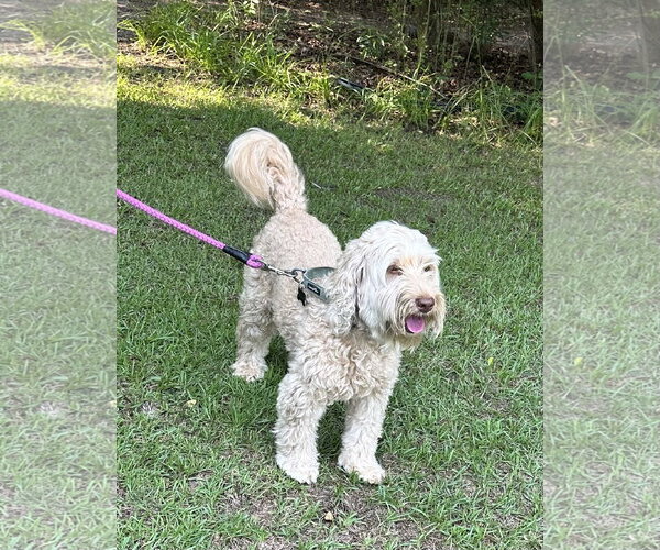 Medium Photo #3 Aussiedoodle Miniature  Puppy For Sale in Garner, NC, USA