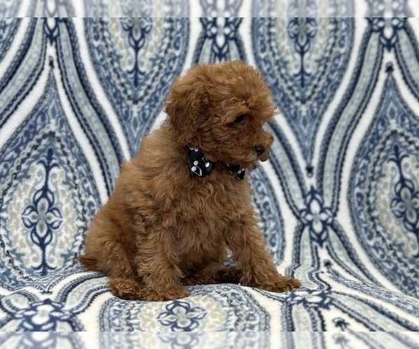 Medium Photo #9 Cavapoo Puppy For Sale in LAKELAND, FL, USA