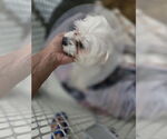 Small #1 Maltese