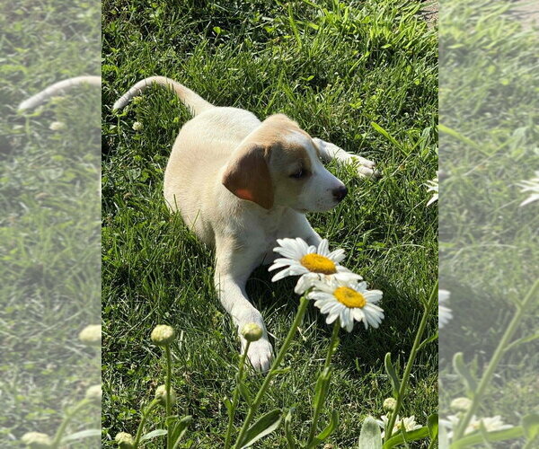 Medium Photo #4 Mutt Puppy For Sale in Springdale, PA, USA