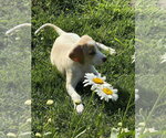 Small #3 Mutt