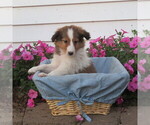 Small Photo #11 Shetland Sheepdog Puppy For Sale in ATHENS, WI, USA