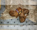Small #3 Rhodesian Ridgeback