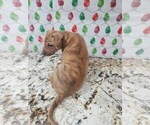 Small Photo #23 Phu Quoc (Vietnam Island) Ridgeback Puppy For Sale in HELOTES, TX, USA