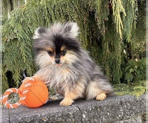 Medium Photo #1 Pomeranian Puppy For Sale in MIDDLEBURY, IN, USA