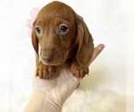 Small #3 Dachshund