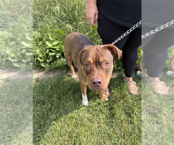 Medium Photo #10 American Staffordshire Terrier-Unknown Mix Puppy For Sale in Brewster, NY, USA
