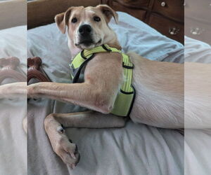 Peach - Female Labrador Retriever-Unknown Mix Dog for Adoption - Photo #4