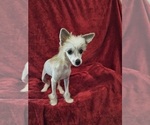 Puppy Bella Chinese Crested