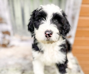 Sheepadoodle Puppy for sale in LACEY, WA, USA