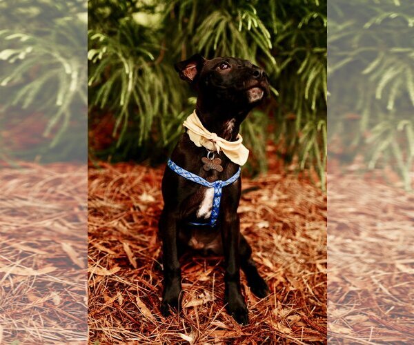 Medium Photo #5 Mutt Puppy For Sale in Holly Springs, NC, USA