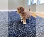 Small Photo #2 Miniature Bernedoodle Puppy For Sale in SUNNYVALE, CA, USA