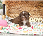 Small #7 Shih Tzu