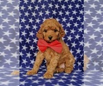 Small Photo #2 Poodle (Toy) Puppy For Sale in LINCOLN UNIV, PA, USA