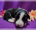 Small Photo #279 Border Collie Puppy For Sale in NORBORNE, MO, USA