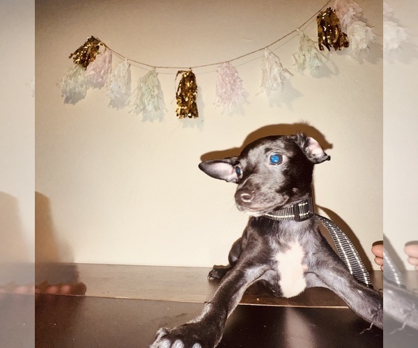 Medium Photo #2 Chihuahua Puppy For Sale in FEDERAL WAY, WA, USA