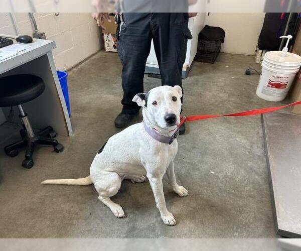 Medium Photo #1 Mutt Puppy For Sale in Corona, CA, USA