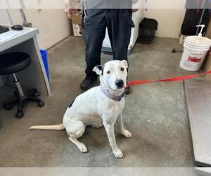 Mutt Dogs for adoption in Corona, CA, USA