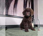 Small #4 Labradoodle