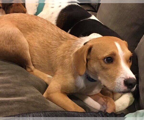 Medium Photo #8 Beagle-Unknown Mix Puppy For Sale in Meridian, MS, USA