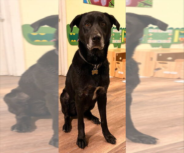 Medium Photo #2 Labrador Retriever-Unknown Mix Puppy For Sale in Lakewood, CO, USA