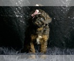 Small #3 Poodle (Miniature)