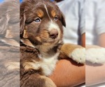 Small #9 Australian Shepherd