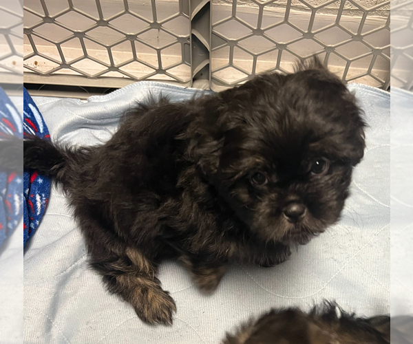 Medium Photo #4 Shih Tzu Puppy For Sale in ROSEVILLE, OH, USA