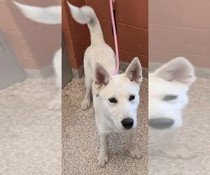 Siberian Husky-Unknown Mix Dogs for adoption in Pueblo, CO, USA