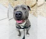 Small #1 American Pit Bull Terrier