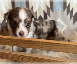 Miniature Australian Shepherd Puppy for sale in FORT MORGAN, CO, USA