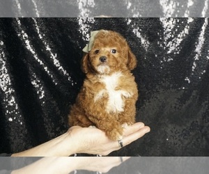 Poodle (Miniature) Puppy for sale in WARSAW, IN, USA