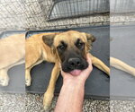 Small Photo #4 Golden Retriever-Unknown Mix Puppy For Sale in San Diego, CA, USA