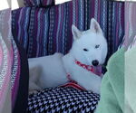 Small #34 Huskies  Mix