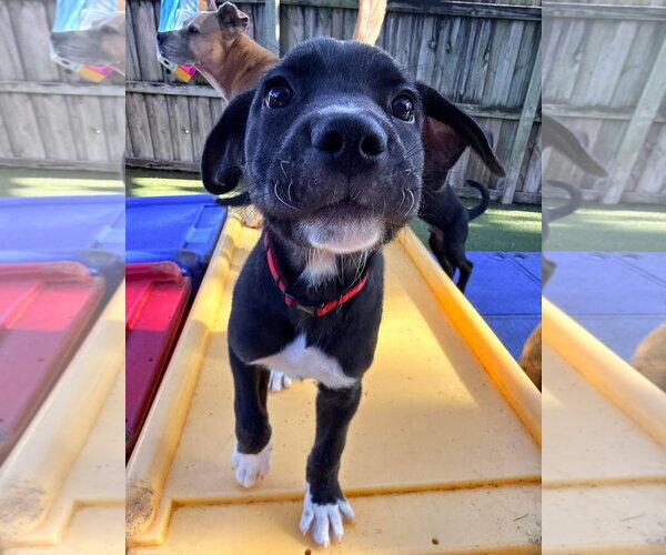 Medium Photo #6 Mutt Puppy For Sale in Orlando, FL, USA